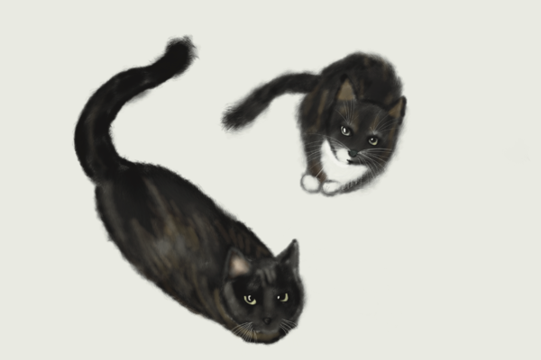 Gezocht: Catlovers!