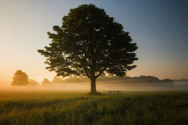 Blog: Welke boom hoort bij jouw ziel?